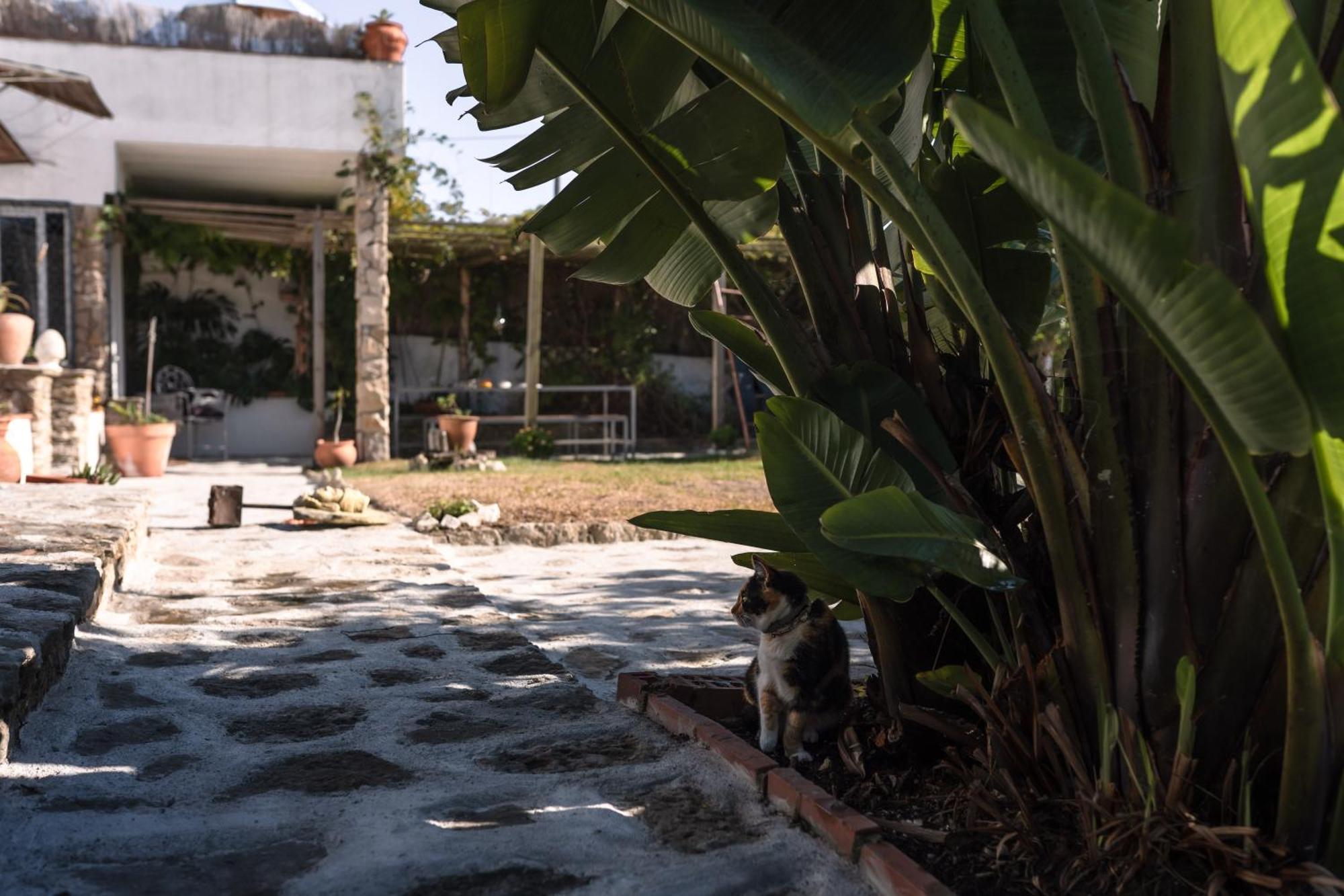 Joao Jungle Apartman Acafora Kültér fotó