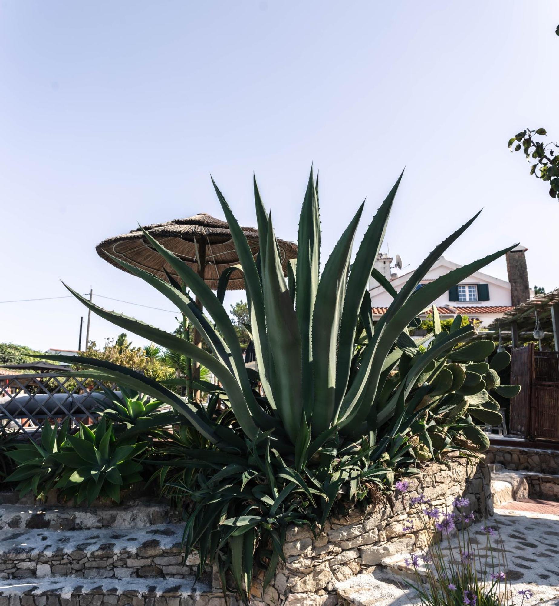 Joao Jungle Apartman Acafora Kültér fotó